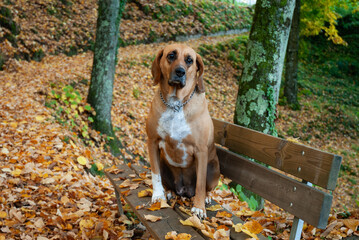 dog in the park sitting on a bench