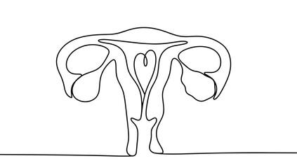 Uterus and ovaries. One line