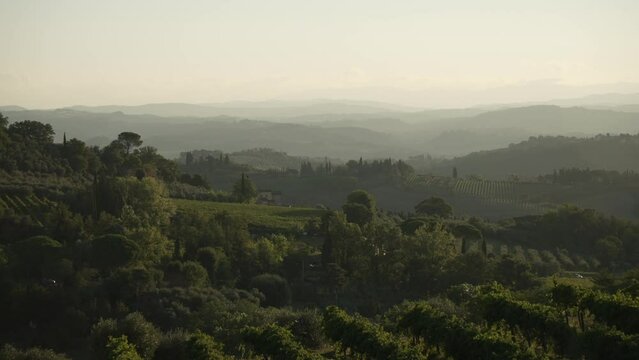 View of vineyards and cypress trees in Tuscan landscape near San Gimignano at sunrise, San Gimignano, Tuscany, Italy