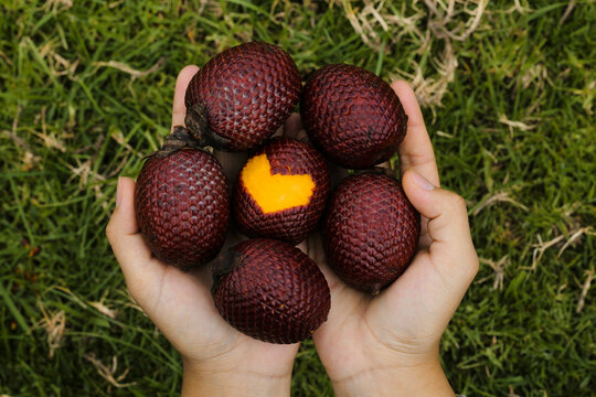 aguaje rico y natural en la mano de una hermosa mujer. , aguaje fresca para comer,aguaje maduro para comer ,dieta,saludable,