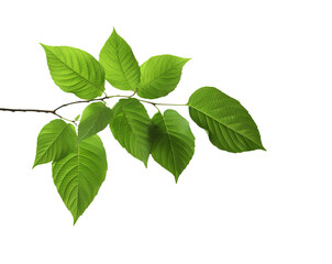 Fototapeta na wymiar Green leaves on a branch coming from side isolated on transparent background PNG