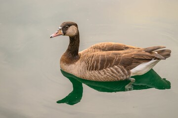 the duck is floating in the water alone it's looking