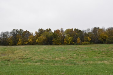 Fototapeta premium Grass and Trees in a Field