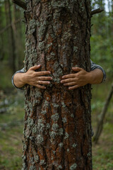 Hands hug a tree trunk in the forest, protecting it. Man cares about nature and tries to preserve it. Hands on the trunk of a mighty tree lovingly embrace him, protecting him. Forest care concept.