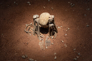 Human skeletons excavated from ancient human graveyards