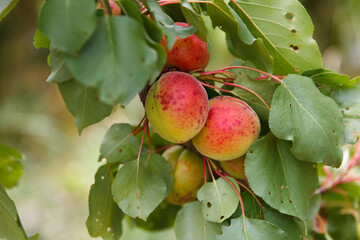 Ripe apricots ripe in tree garden, agricultural harvest, after rain with hail, traces remained on fruits and leaves, wounded by hail