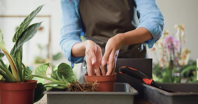 Close-up of hands of african american female florist working in floral shop and transplants small pot plants and flowers. Loosen soil in pot planting green decorative flowers. Floristic business.