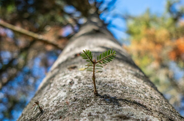Naturaleza