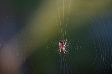 Araña en la telaraña
