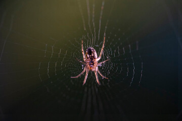 Araña en la telaraña
