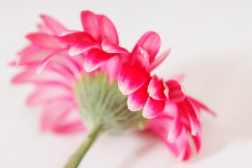 Gerbera macro. Pink flower. Tenderness.