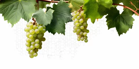 Fotobehang Grapevines isolated on transparent background © Suralai