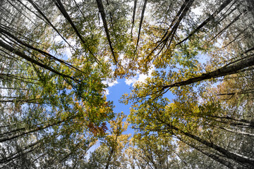 The trees in the forest with yellow leaves, photographed from the bottom up. Autumn atmosphere