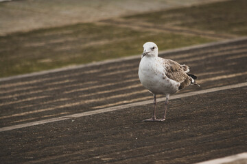 animali gabbiano a passeggio