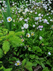White and pink Daisies or Bellis perennis on a flower bed in a summer garden. Floral Wallpaper