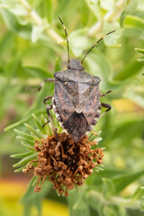 Insect on a flower