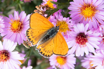 butterfly on flower