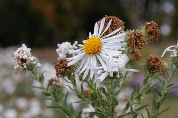 bee on a flower