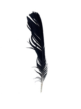  black feather raven