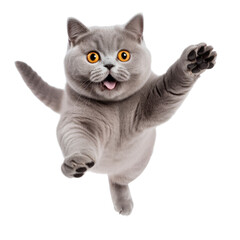 Top view of Funny british shorthair cat jumping isolated on transparent background