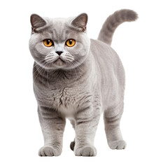 British shorthair cat with yellow eyes standing isolated on a transparent background.