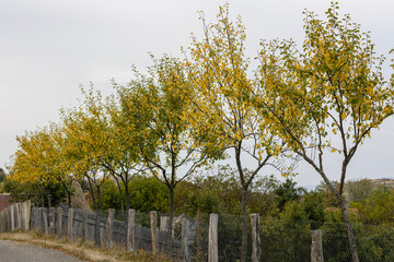Yellow autumn trees near the fence