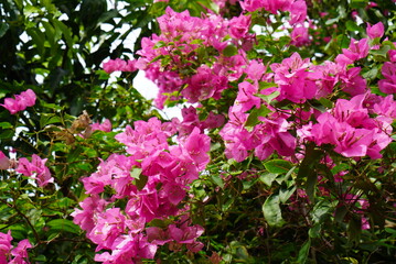 Bougainvillea flowers growing in front of the house