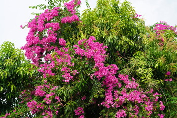 Bougaivillea flowers growing in front of the house