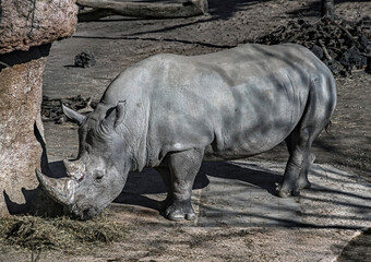 African rhinoceros eats hay. Latin name - Diceros bicornis	