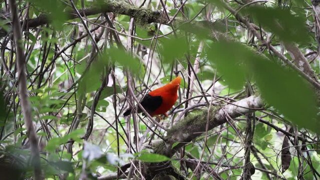 Andean cock of the rock, Rupicola peruvianus, a bright orange passerine bird, perched in the dense and lush rainforest of the amazon on the way to the Gocta waterfalls in the andes mountains of Peru.