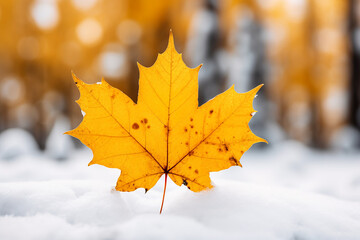 maple leaf on snow, season weather change , Autumn and snow.