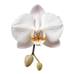 White Orchid closeup. orchid bloom with water droplets, 