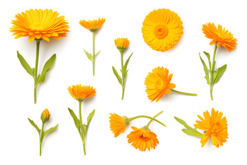 Set of Caledula or marigold flower isolated on white background - obrazy, fototapety, plakaty