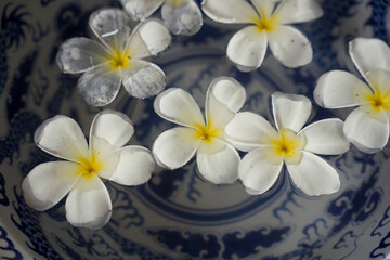 Fototapeta na wymiar frangipani tropical flower, plumeria, Lanthom, Leelawadee flower with green leaves isolated Plumeria, Frangipani, leelawadee, lantorm flower bloom white yellow