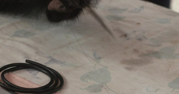 Endangered Aye-Aye Lemur being Tagged for Conservation