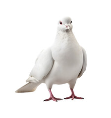 white dove front view isolated on a transparent background. Generative AI