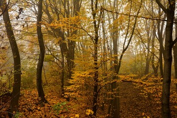 The landscape of a golden forest during a beautiful sunny autumn day.