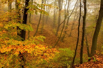 The landscape of a golden forest during a beautiful sunny autumn day.