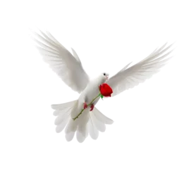 Fotobehang a white dove flies free carrying a rose isolated on a transparent background. Generative AI  © Breyenaiimages