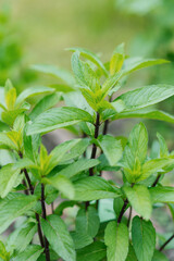 Green mint leaves close-up. Chocolate organic mint grows in the garden in summer