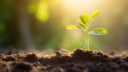 close up young plant in sunlight in morning , Growing plant grow up from ground in park