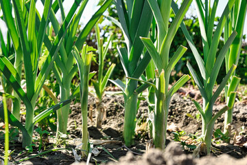 Obraz premium fresh leeks in the garden closeup