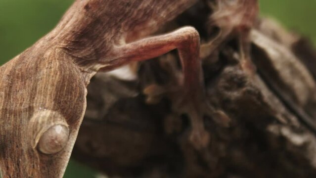 Lined Leaf-Tailed Geckos - Madagascar