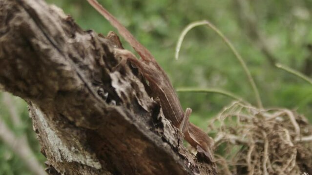 Lined Leaf-Tailed Geckos - Madagascar