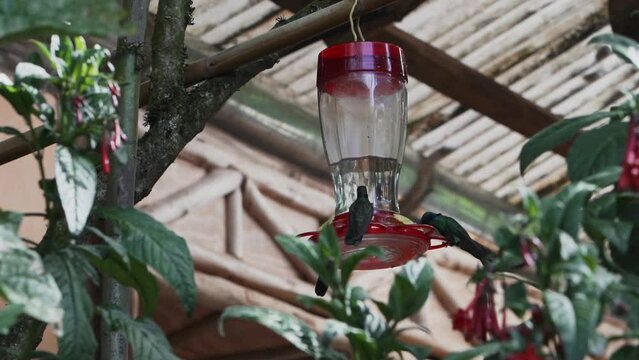 quick and tiny humming birds flying around a feeder in the rainforest near Revash in the andes mountains of Peru.