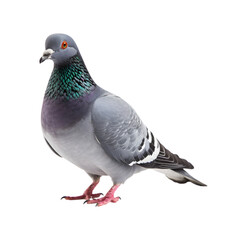 full body of a racing pigeon, side view isolated on a transparent background. Generative AI