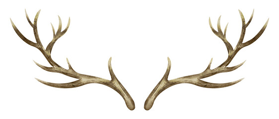 Deer Horns. Watercolor hand drawn illustration of reindeer Antler on isolated background. Clip art of dry bare branch. Drawing of buck stag part of skull. Sketch of brown leafless bough.