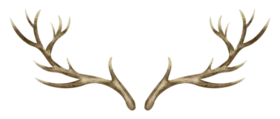 Schilderijen op glas Deer Horns. Watercolor hand drawn illustration of reindeer Antler on isolated background. Clip art of dry bare branch. Drawing of buck stag part of skull. Sketch of brown leafless bough. © Alisles
