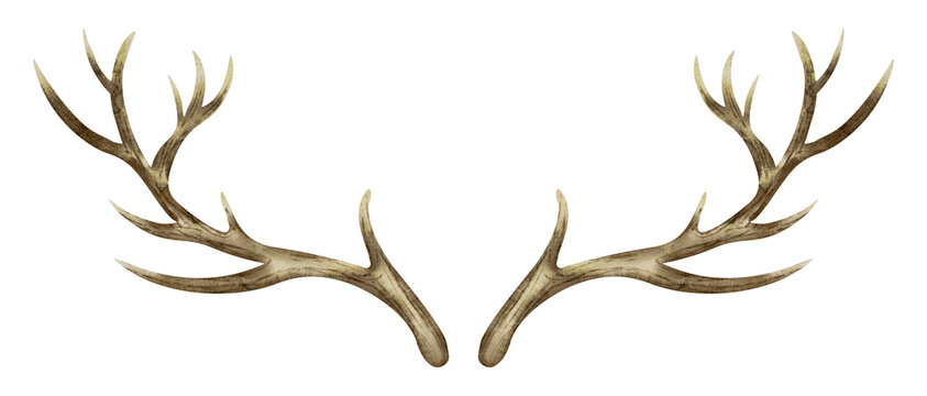 Deer Horns. Watercolor hand drawn illustration of reindeer Antler on isolated background. Clip art of dry bare branch. Drawing of buck stag part of skull. Sketch of brown leafless bough.