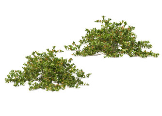 Obraz premium Variety of trees and flowers on transparent background